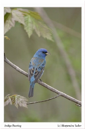 Photo (4): Indigo Bunting