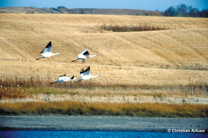 Photo (5): Whooping Crane