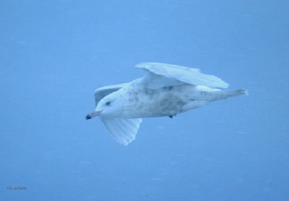 Photo (8): Glaucous Gull