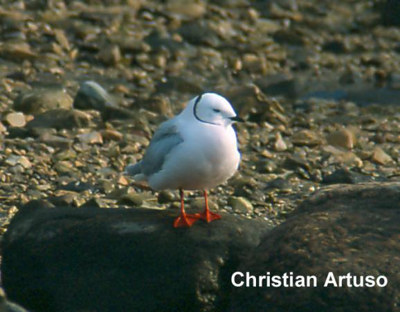 Photo (4): Ross's Gull