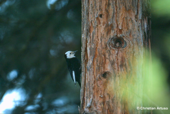 Photo (3): White-headed Woodpecker