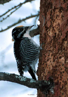 Photo (4): American Three-toed Woodpecker