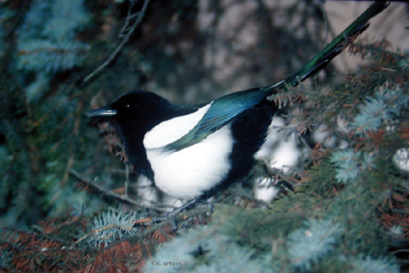 Photo (13): Black-billed Magpie