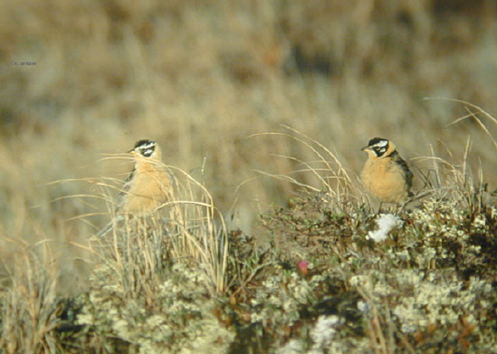 Photo (2): Smith's Longspur