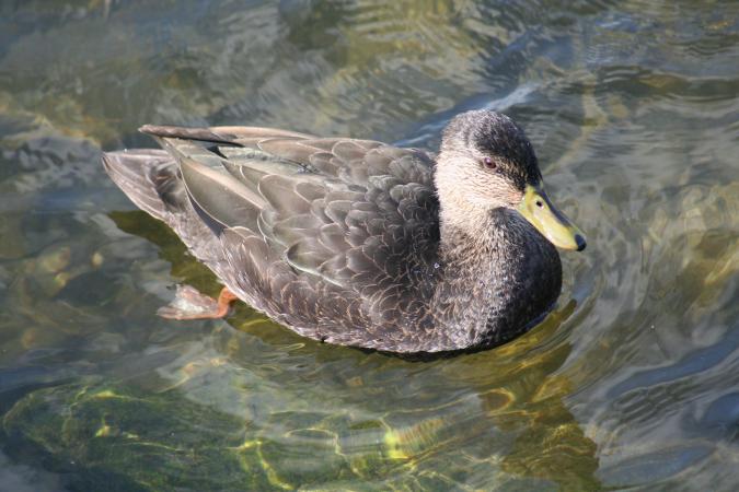 Photo (13): American Black Duck