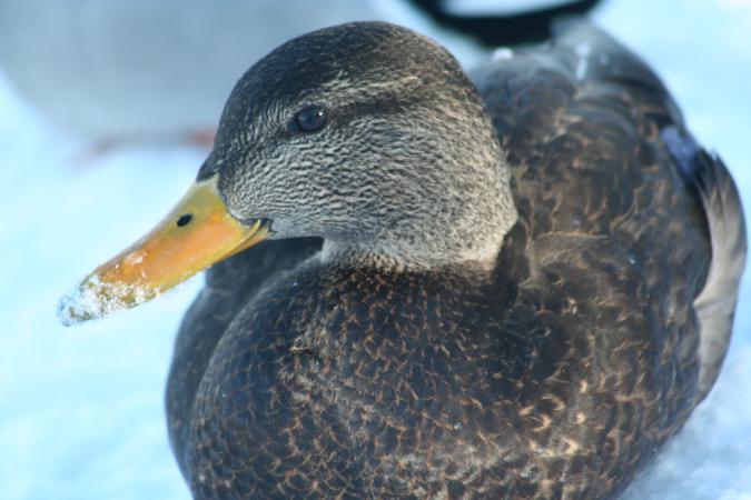Photo (15): American Black Duck
