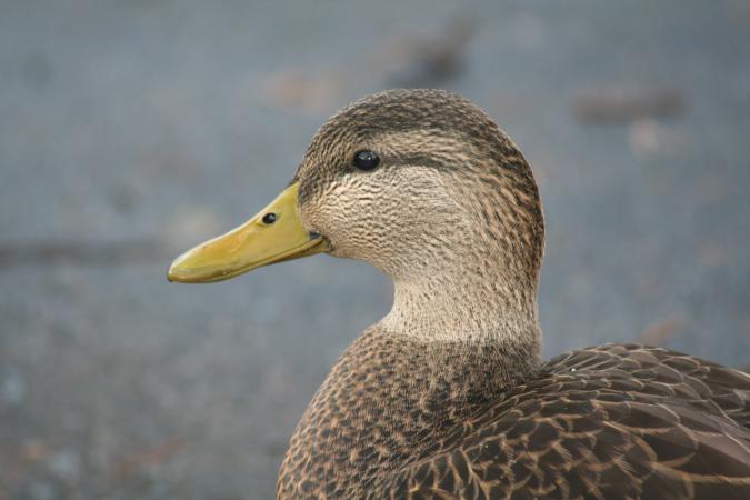Photo (5): American Black Duck