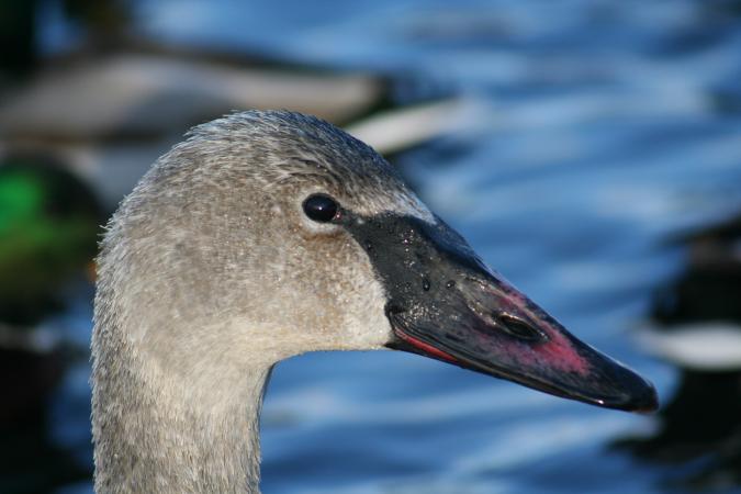 Photo (9): Trumpeter Swan