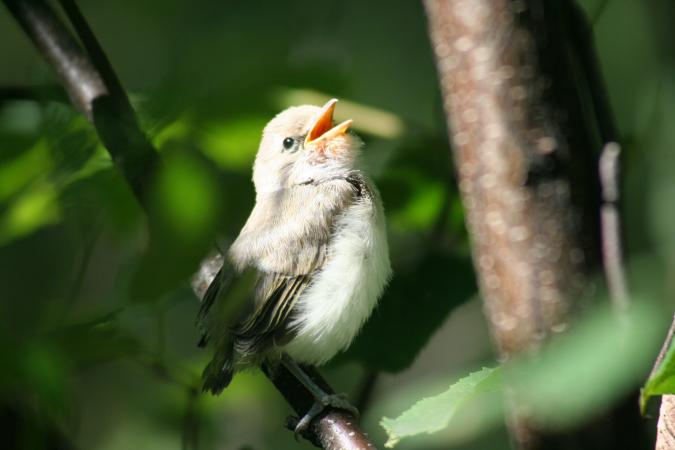 Photo (20): Red-eyed Vireo