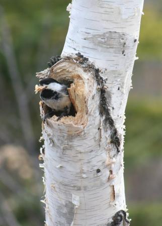 Photo (10): Black-capped Chickadee