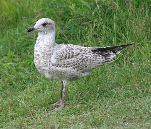 Photo (22): Ring-billed Gull