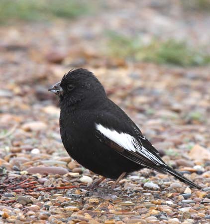Photo (1): Lark Bunting