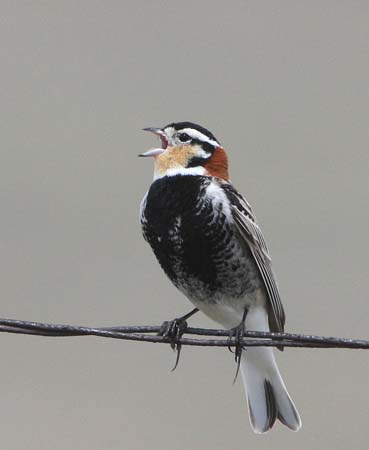 Photo (2): Chestnut-collared Longspur