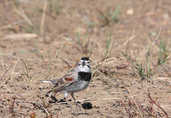 Photo (3): McCown's Longspur