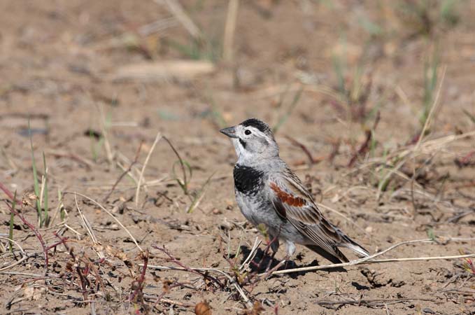 Photo (1): McCown's Longspur