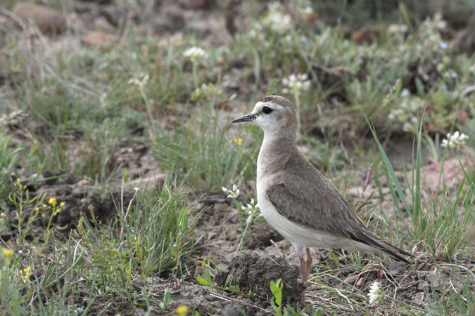 Photo (2): Mountain Plover