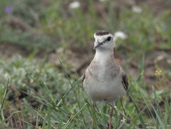 Photo (3): Mountain Plover