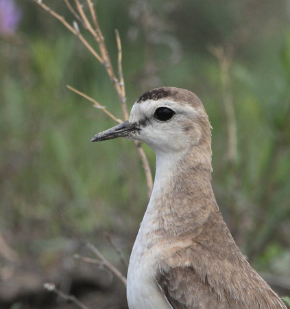 Photo (4): Mountain Plover