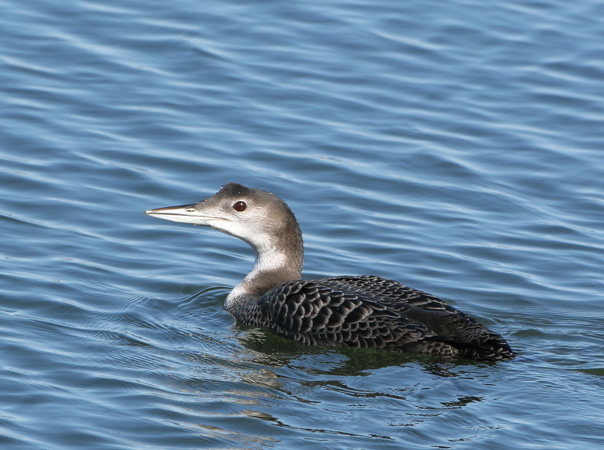 Photo (18): Common Loon