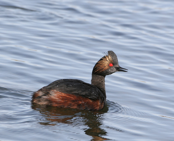 Photo (3): Eared Grebe
