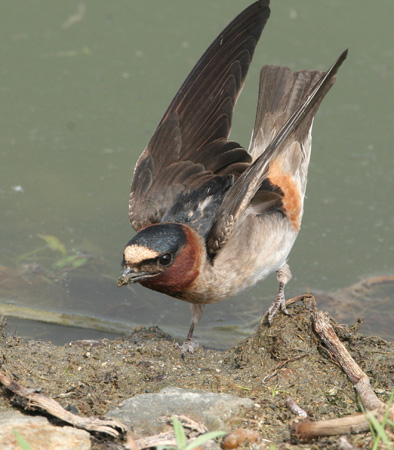 Photo (3): Cliff Swallow