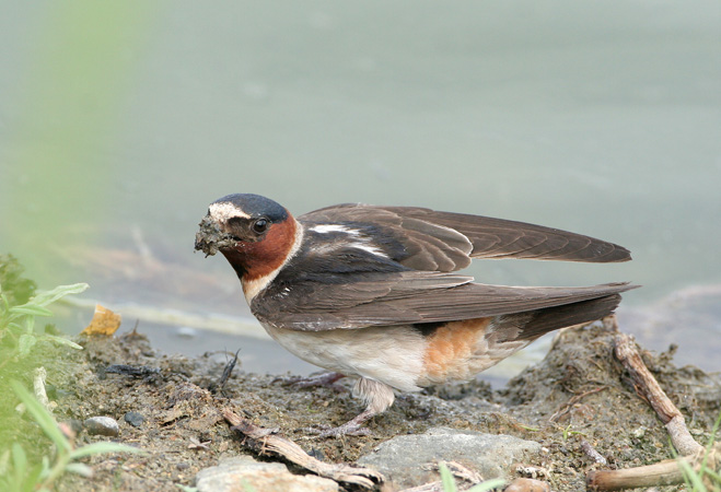 Photo (5): Cliff Swallow
