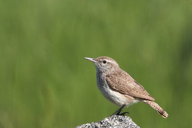 Photo (5): Rock Wren