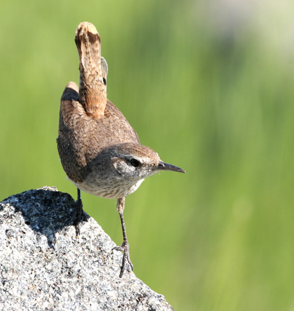Photo (7): Rock Wren