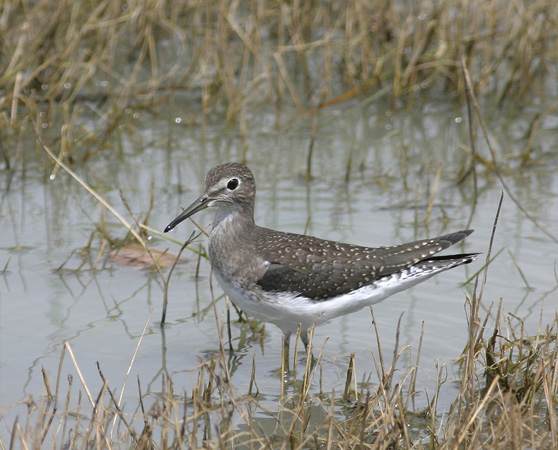 Photo (1): Solitary Sandpiper