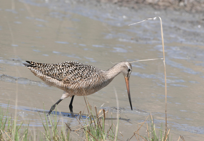 Photo (2): Marbled Godwit