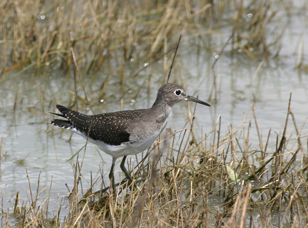 Photo (4): Solitary Sandpiper