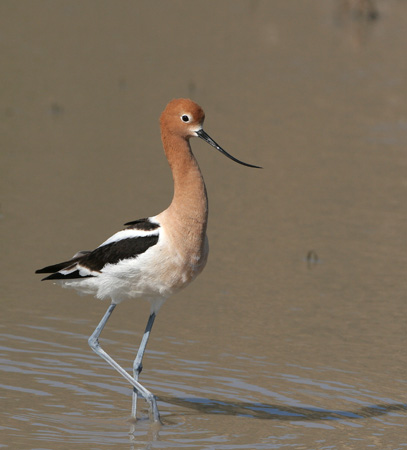 Photo (5): American Avocet