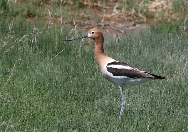 Photo (3): American Avocet