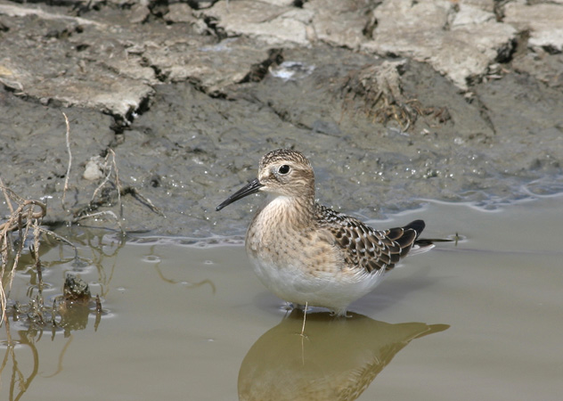 Photo (20): Baird's Sandpiper