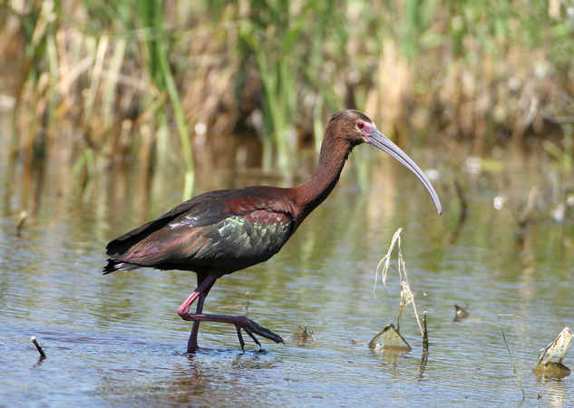 Photo (1): White-faced Ibis