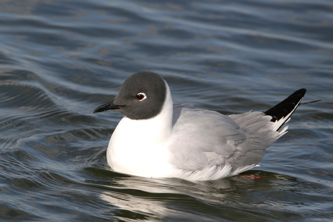 Photo (1): Bonaparte's Gull