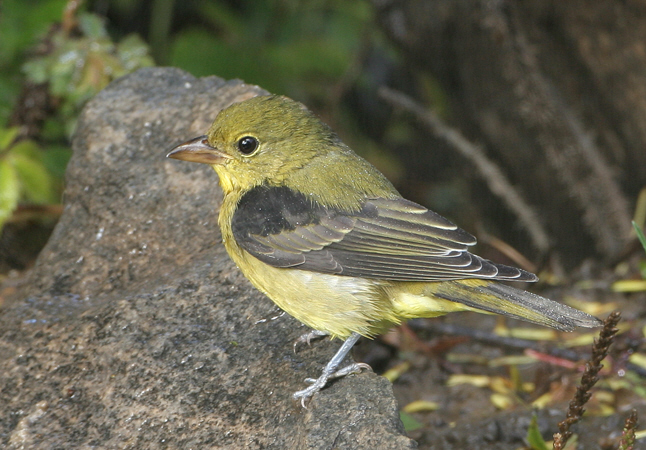 Photo (25): Scarlet Tanager