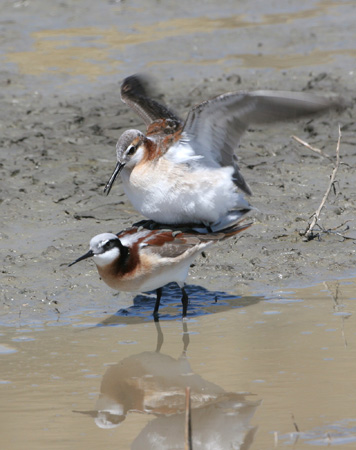 Image (8): Phalarope de Wilson