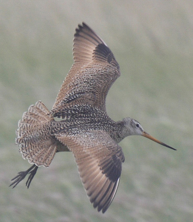 Photo (4): Marbled Godwit