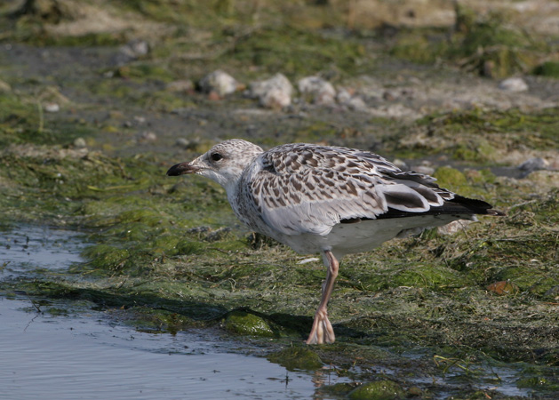 Photo (23): Ring-billed Gull