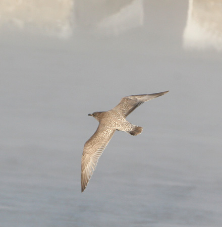 Photo (5): Thayer's Gull