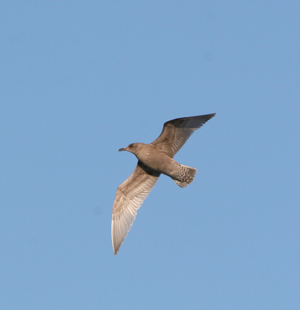 Photo (6): Thayer's Gull