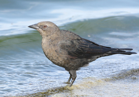Photo (22): Brewer's Blackbird