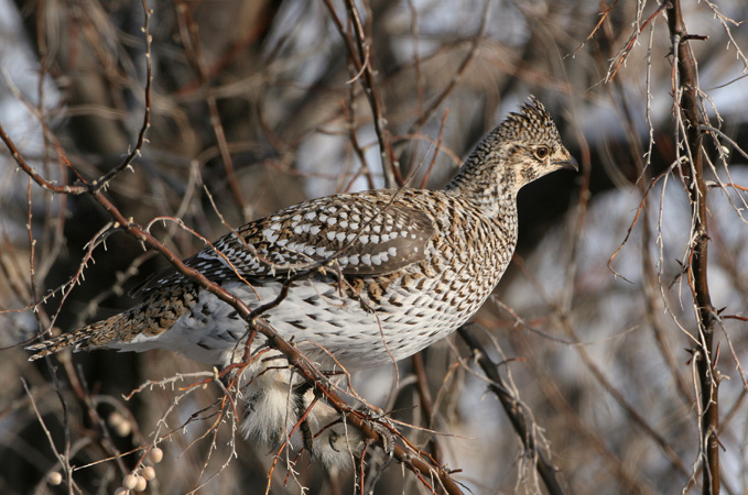 Photo (11): Sharp-tailed Grouse