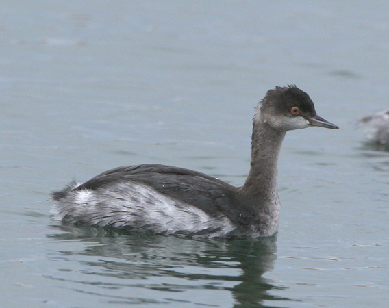 Photo (17): Eared Grebe