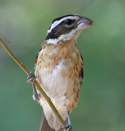 Photo (21): Rose-breasted Grosbeak