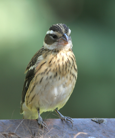 Photo (22): Rose-breasted Grosbeak