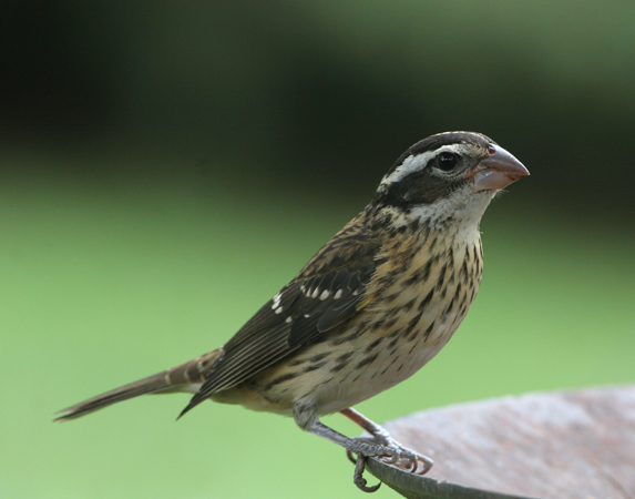 Photo (2): Rose-breasted Grosbeak