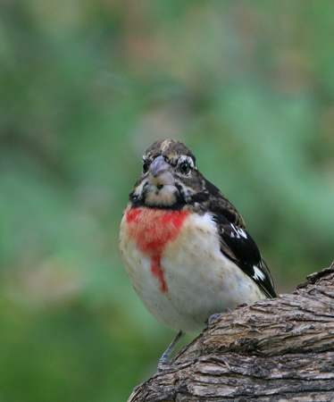 Photo (20): Rose-breasted Grosbeak