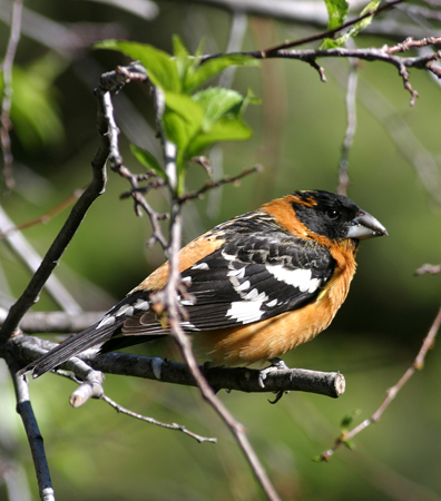 Photo (8): Black-headed Grosbeak